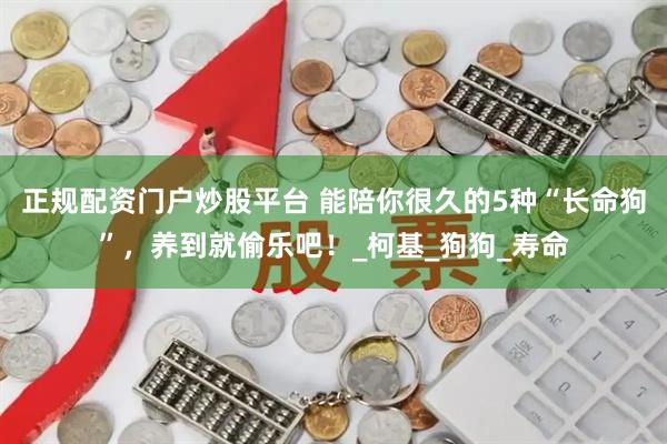 正规配资门户炒股平台 能陪你很久的5种“长命狗”，养到就偷乐吧！_柯基_狗狗_寿命